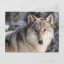 Recherche de photo de loup cartes postales Neige