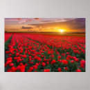 Zoek naar holland posters Bloem
