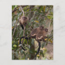 Recherche de monkey cartes postales Jungle