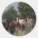 Recherche de cheval sauvage mustang autocollants Bob langrish