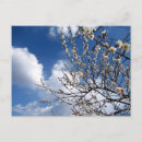 Recherche de fleur prune cartes postales Ume