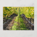 Recherche de napa californie cartes postales Cave
