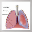 Recherche de pulmonaire posters Anatomie