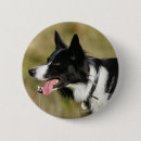 Recherche de border collie geschenke Chien