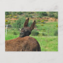 Zoek naar grappige ezels briefkaarten Foto