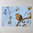 Zoek naar roodborstje posters Vogel