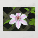 Recherche de clematis cartes postales Vigne