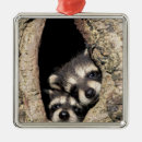 Zoek naar wasbeer ornamenten Boom