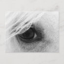 Recherche de noir de cheval blanc cartes postales Photographie