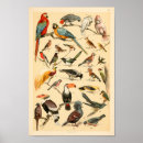 Recherche de tucan posters Oiseaux