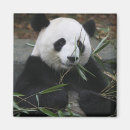 Recherche de bambou magnets Ours