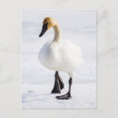 Recherche de jackson hole cartes postales Neige