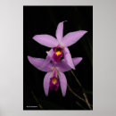 Recherche de jolies posters Orchidée