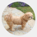 Recherche de lhasa apso autocollants Dog