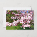 Recherche de arbre sakura vœux cartes Fleur de cerisier