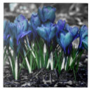 Recherche de crocus carreaux Floral