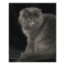 Recherche de chaton gris posters Mignonette