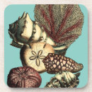 Recherche de coquilles dessous de verres Dollar de sable