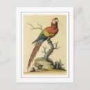 Recherche de cacatoes posters Nature