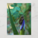 Recherche de grenouille verte cartes postales Animal