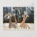 Recherche de girafe photo cartes postales Sauvage