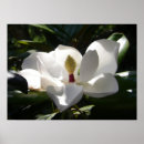Zoek naar magnolia foto posters Foto's
