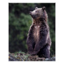 Recherche de ours gris posters Faune