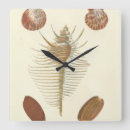 Recherche de coquilles de mer horloges Nautique