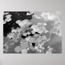 Recherche de protection de lis posters Photographie