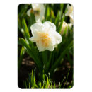 Recherche de narcisse magnets Fleurs