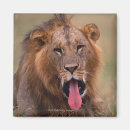 Recherche de tête de lion magnets Animal
