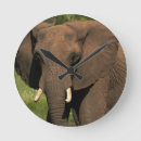 Zoek naar afrika meer klokken Zoogdier