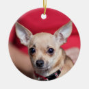Recherche de mon chiwawa Pour lui