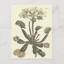 Zoek naar vintage botanical briefkaarten Bloem