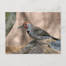 Recherche de scintillement cartes postales Oiseau