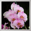 Recherche de orchidee posters Fleurs