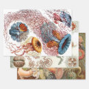Recherche de haeckel papier cadeau Botanique
