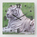 Zoek naar witte tijgers klokken Natuur