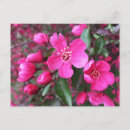 Zoek naar appel boom briefkaarten Tuin