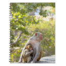 Recherche de singe bébé carnets Faune