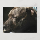 Recherche de tête taureau posters Partie du corps animal