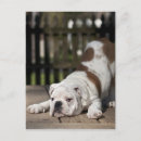 Recherche de bouledogue anglais cartes postales Chien
