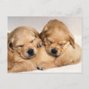 Recherche de marionnettes cartes postales Chiots