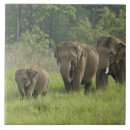 Recherche de indiens carreaux Elephas maximus
