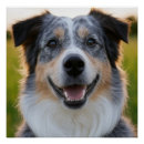 Recherche de chien domestique posters Pour animaux