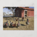 Recherche de poulailler cartes postales Animal