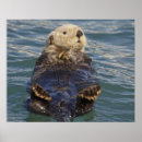 Recherche de loutre mignonne posters Rose