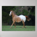 Recherche de cheval d appaloosa posters Chevaux