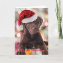 Zoek naar chocolade labrador retriever kaarten Puppies