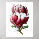 Zoek naar grote bloemen posters Magnolia